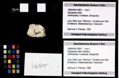 Foto (Objekt + Etikett) von Decapoda indet. (lobster)  (NHMW-GEO-1990-0041-2601)